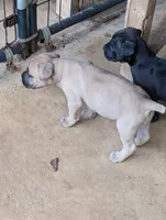 N/A, a female Cane Corso for sale in Taylorsville, NC – 1 of 8