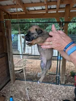 NA, a male Cane Corso for sale in Taylorsville, NC – 5 of 9