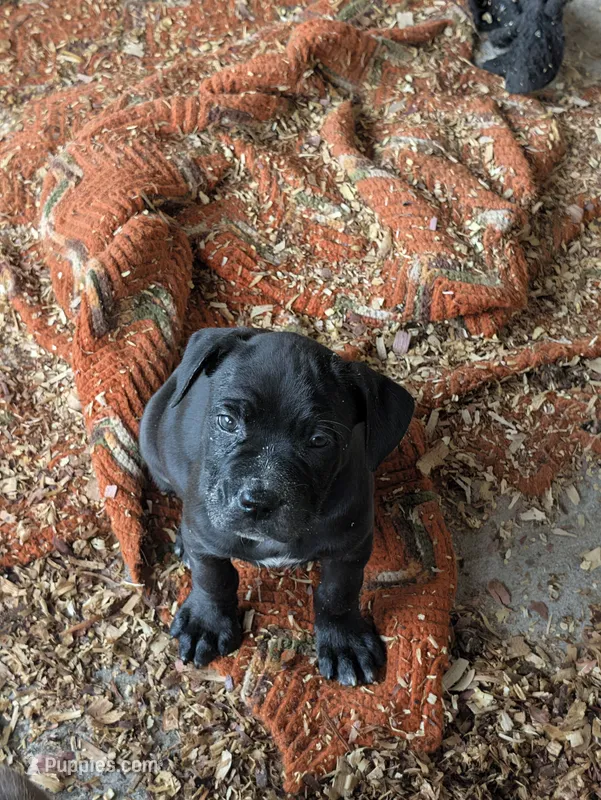 NA – Cane Corso puppy for sale in Taylorsville, NC