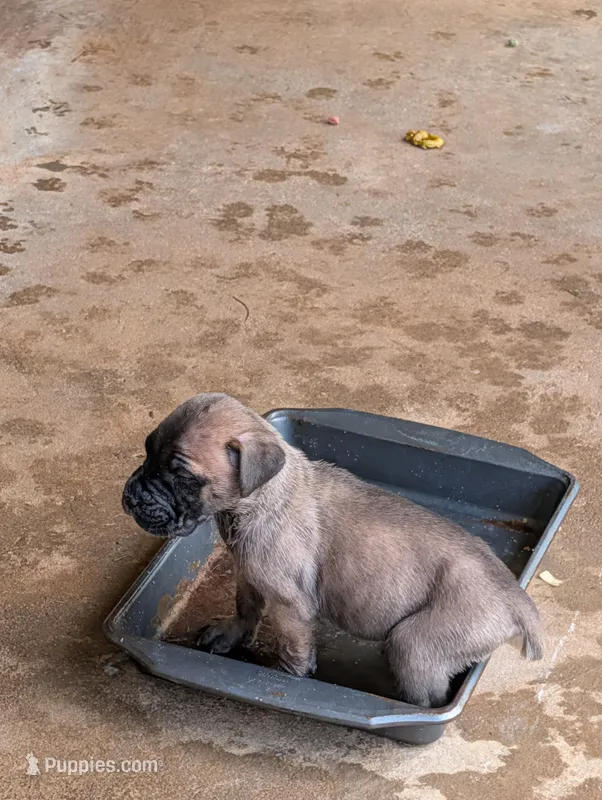 NA – Cane Corso puppy for sale in Taylorsville, NC