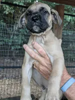 N/A, a male Cane Corso for sale in Taylorsville, NC – 1 of 5