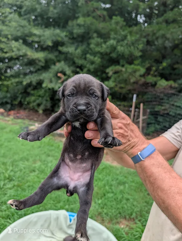 NA – Cane Corso puppy for sale in Taylorsville, NC