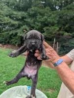 NA, a female Cane Corso for sale in Taylorsville, NC – 4 of 8
