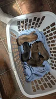N/A, a male Cane Corso for sale in Taylorsville, NC – 3 of 6