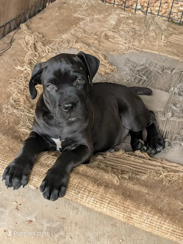 NA – Cane Corso puppy for sale in Taylorsville, NC