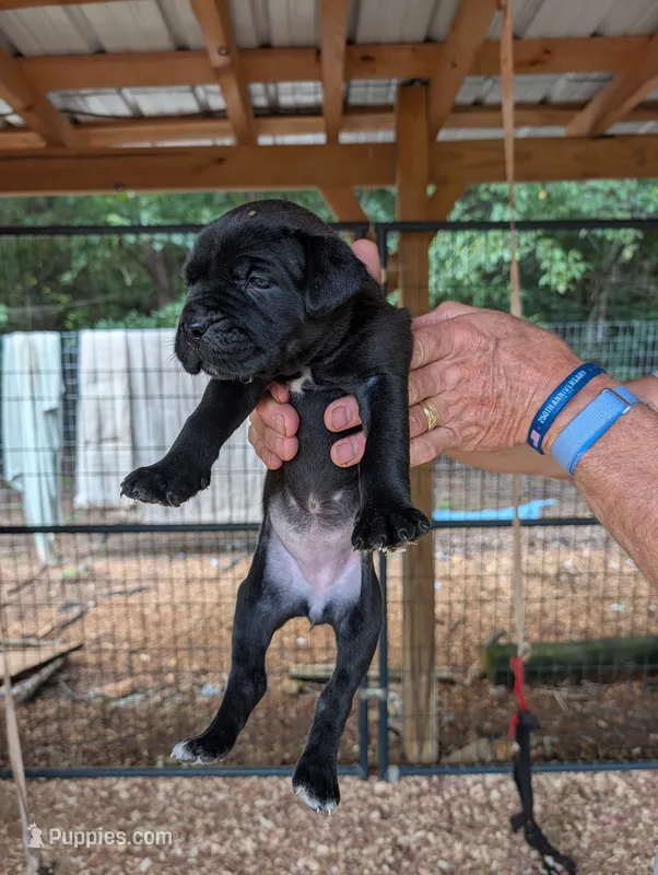 NA – Cane Corso puppy for sale in Taylorsville, NC