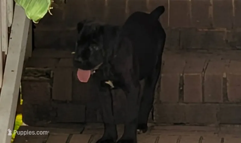 NA – Cane Corso puppy for sale in Taylorsville, NC