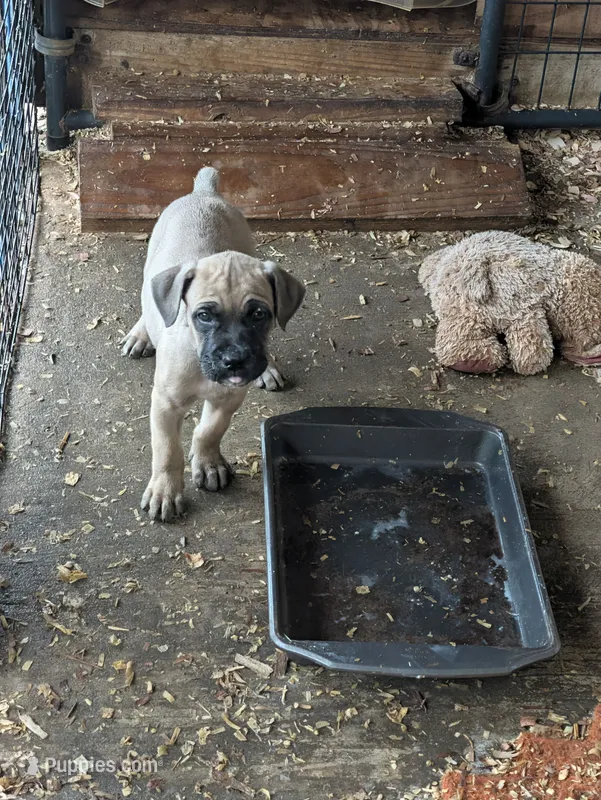 N/A – Cane Corso puppy for sale in Taylorsville, NC