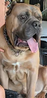 NA, a male Cane Corso for sale in Taylorsville, NC – 8 of 10