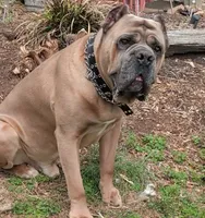 NA, a male Cane Corso for sale in Taylorsville, NC – 10 of 10