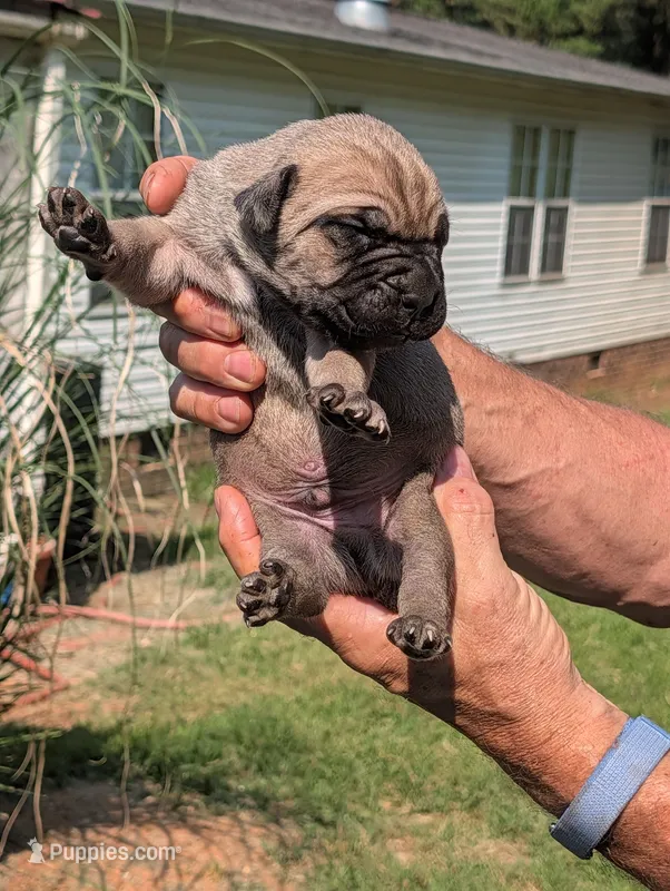 N/A – Cane Corso puppy for sale in Taylorsville, NC