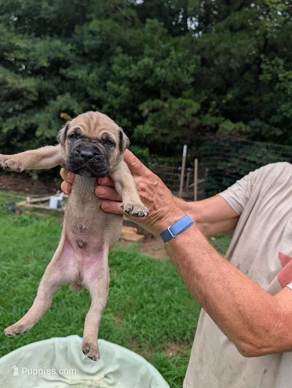 Pick of the litter – Cane Corso puppy for sale in Taylorsville, NC