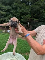 Pick of the litter, a male Cane Corso for sale in Taylorsville, NC – 1 of 2