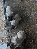 N/A, a male Cane Corso for sale in Taylorsville, NC – 5 of 5