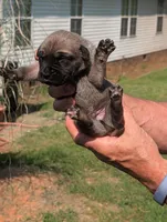 NA, a male Cane Corso for sale in Taylorsville, NC – 2 of 4
