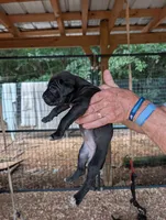 NA, a female Cane Corso for sale in Taylorsville, NC – 3 of 8