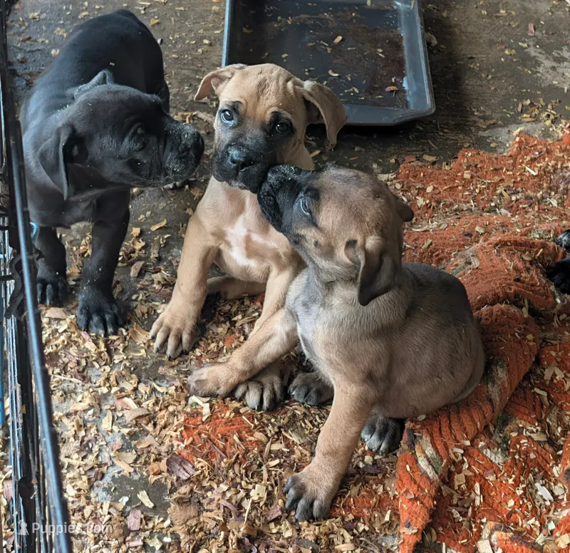 NA – Cane Corso puppy for sale in Taylorsville, NC