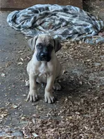 N/A, a male Cane Corso for sale in Taylorsville, NC – 3 of 5