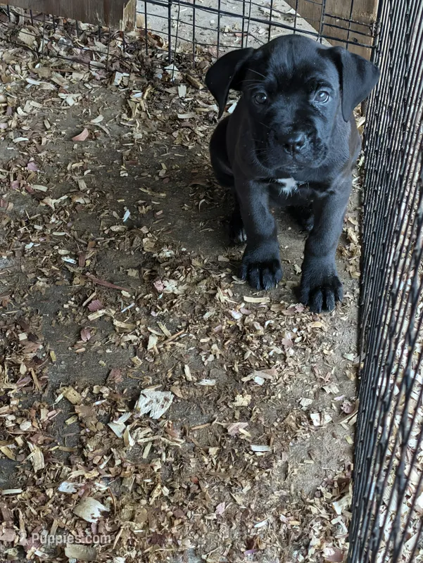 NA – Cane Corso puppy for sale in Taylorsville, NC