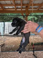 NA, a male Cane Corso for sale in Taylorsville, NC – 3 of 10