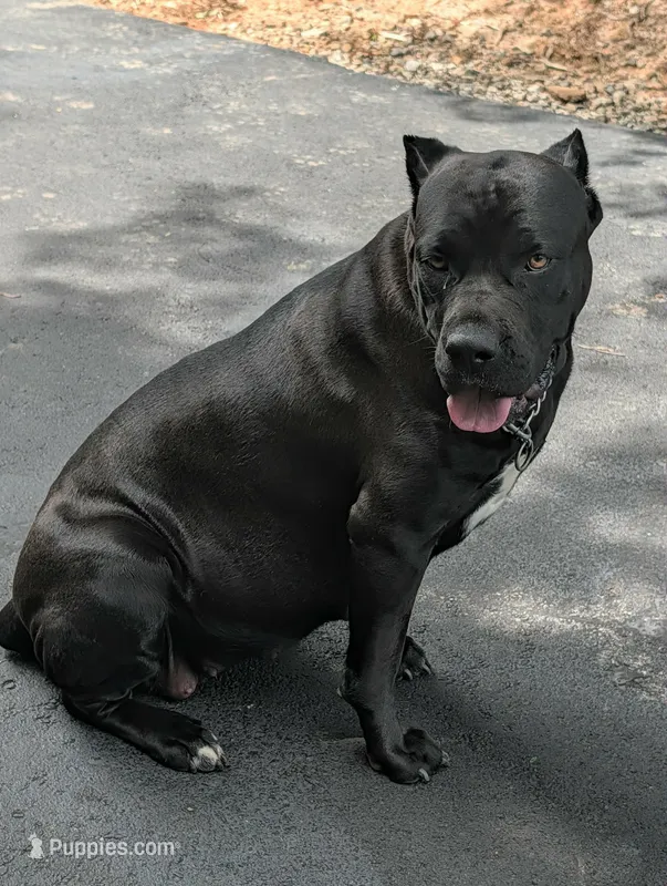 NA – Cane Corso puppy for sale in Taylorsville, NC