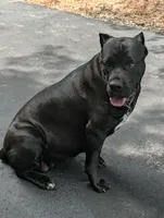 NA, a male Cane Corso for sale in Taylorsville, NC – 9 of 10