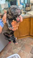 NA, a male Cane Corso for sale in Taylorsville, NC – 3 of 5