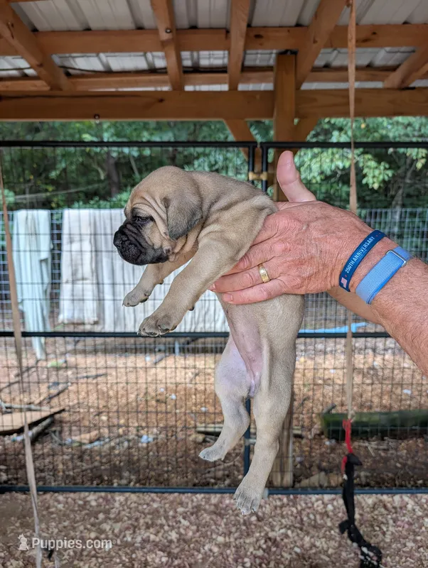 N/A – Cane Corso puppy for sale in Taylorsville, NC