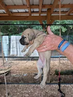 N/A, a female Cane Corso for sale in Taylorsville, NC – 2 of 8