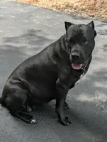 N/A, a male Cane Corso for sale in Taylorsville, NC – 5 of 6
