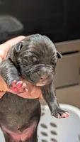 NA, a male Cane Corso for sale in Taylorsville, NC – 1 of 5