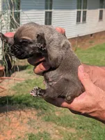 NA, a male Cane Corso for sale in Taylorsville, NC – 1 of 4