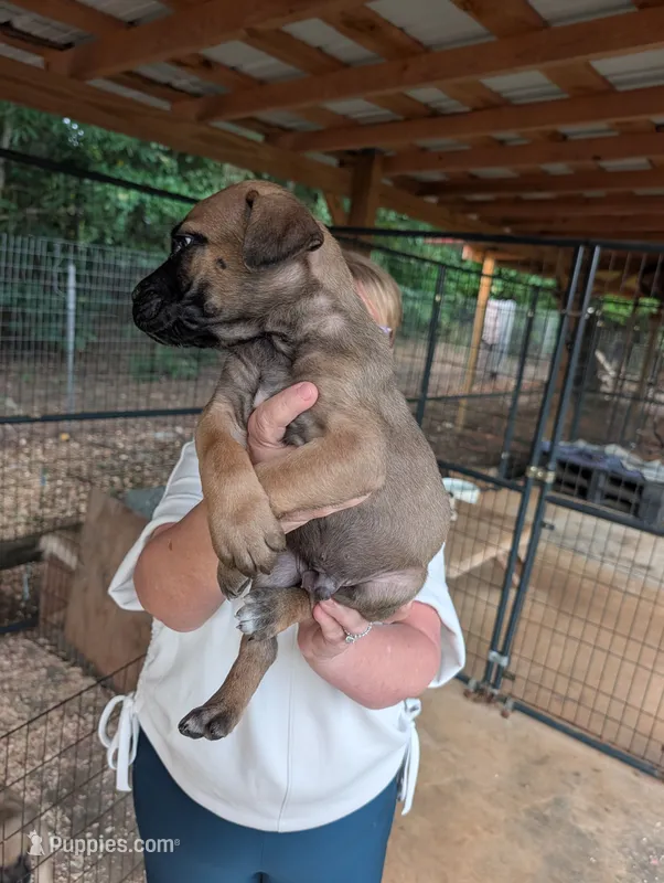 NA – Cane Corso puppy for sale in Taylorsville, NC