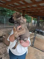 NA, a male Cane Corso for sale in Taylorsville, NC – 2 of 9