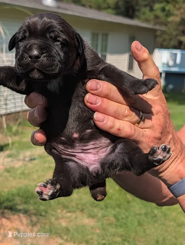 NA – Cane Corso puppy for sale in Taylorsville, NC
