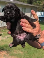 NA, a female Cane Corso for sale in Taylorsville, NC – 1 of 3