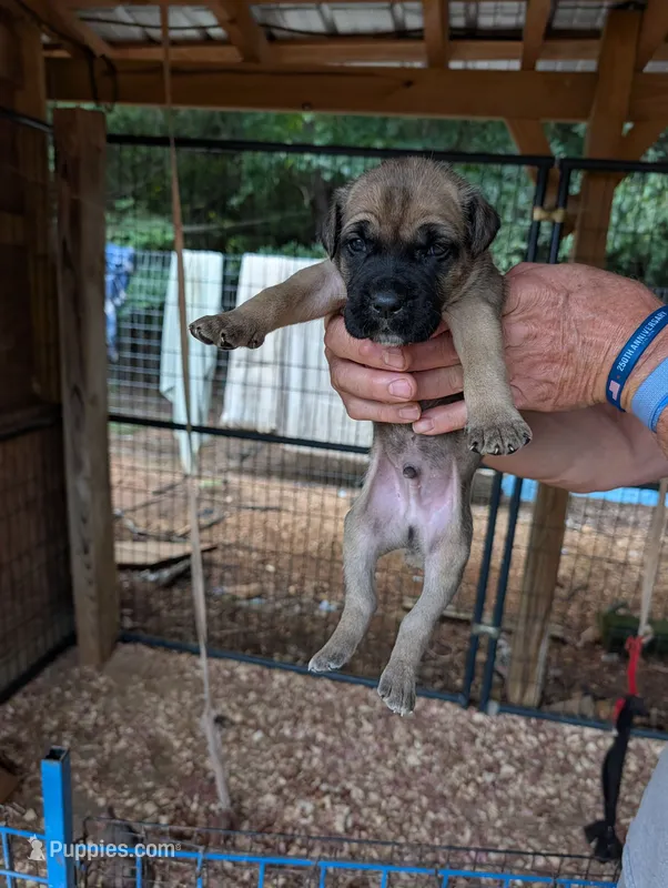 NA – Cane Corso puppy for sale in Taylorsville, NC