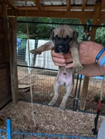 NA, a male Cane Corso for sale in Taylorsville, NC – 4 of 9