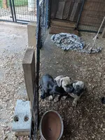 N/A, a male Cane Corso for sale in Taylorsville, NC – 4 of 5