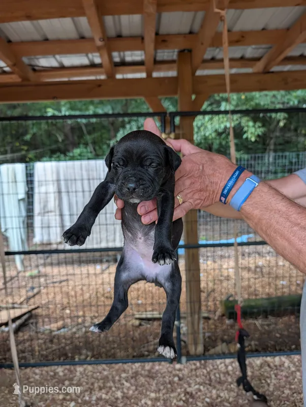 NA – Cane Corso puppy for sale in Taylorsville, NC