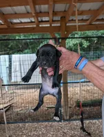 NA, a male Cane Corso for sale in Taylorsville, NC – 2 of 10