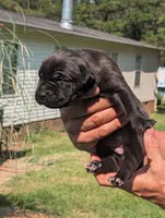 NA, a female Cane Corso for sale in Taylorsville, NC – 2 of 3
