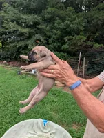Pick of the litter, a male Cane Corso for sale in Taylorsville, NC – 2 of 2