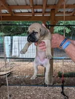 N/A, a female Cane Corso for sale in Taylorsville, NC – 3 of 8
