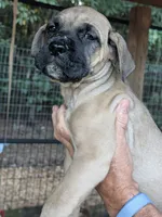 N/A, a male Cane Corso for sale in Taylorsville, NC – 2 of 5