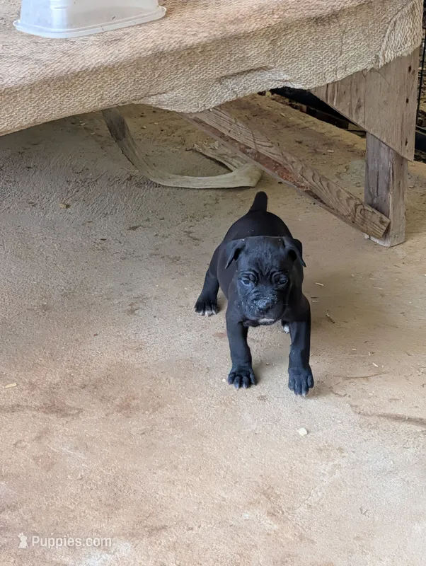 NA – Cane Corso puppy for sale in Taylorsville, NC