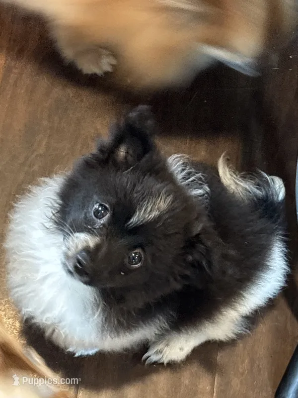 Patch  – Pomeranian puppy for sale in Chehalis, WA