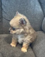 Koda, a male Chihuahua and Pomeranian for sale in Chehalis, WA – 2 of 4