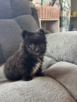 Daryl, a male Pomeranian for sale in Chehalis, WA – 2 of 2