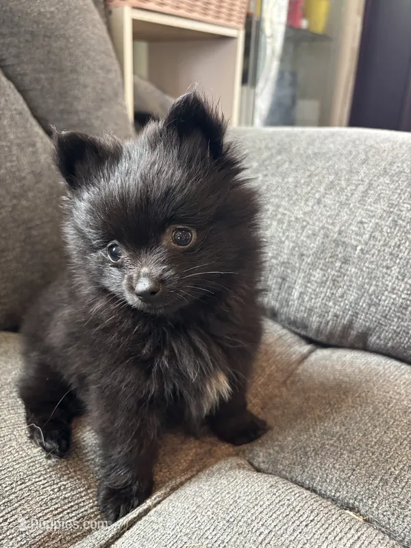 Patrick – Pomeranian puppy for sale in Chehalis, WA